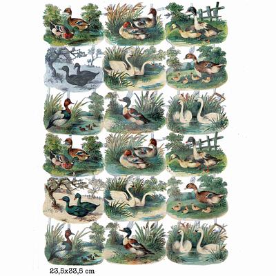 1871 ducks swans waterbirds.jpg